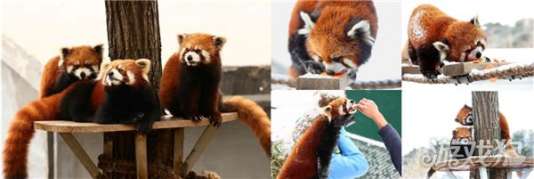 希望olsf私服传说中的合合岛认养濒危小熊猫 用游戏传播公益正能量